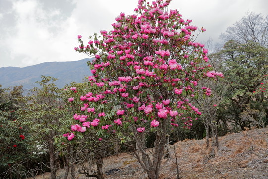 蒼山西坡杜鵑花