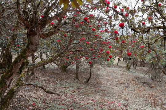 蒼山西坡杜鵑花