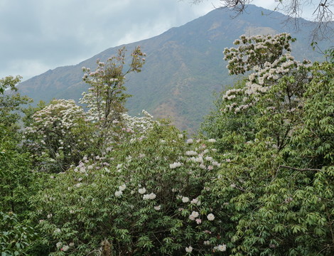 蒼山西坡杜鵑花
