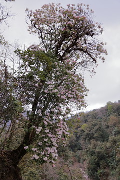 蒼山西坡杜鵑花