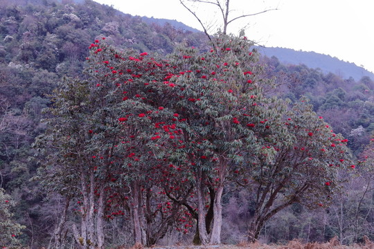蒼山西坡杜鵑花