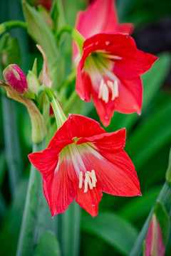 朱頂紅 紅百合花