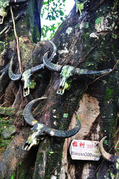 翁丁