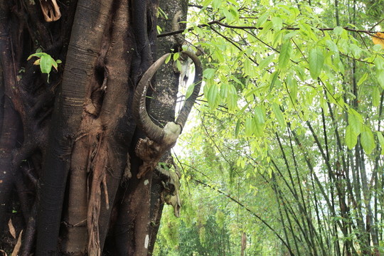 翁丁