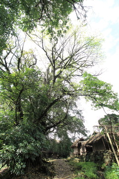 翁丁