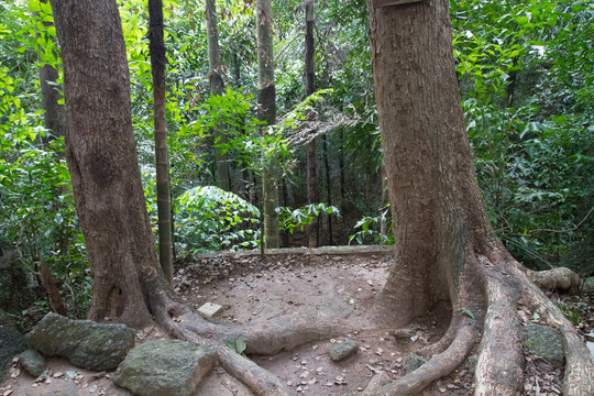 大樹(shù) 樹(shù)根