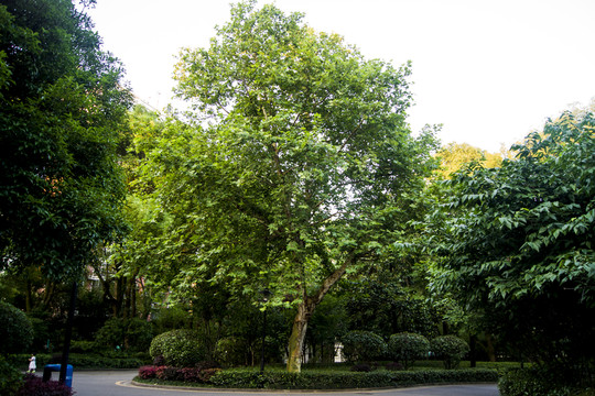 公園樹(shù)