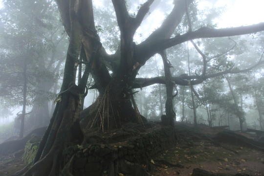 翁丁