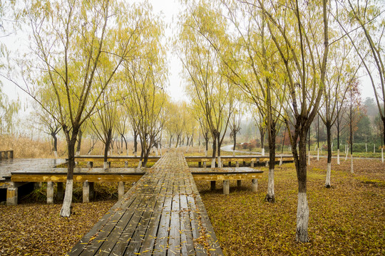 濕地公園