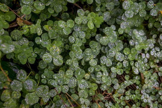 三葉草 水珠