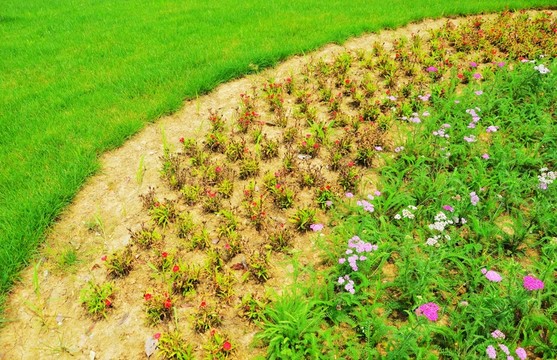 花草