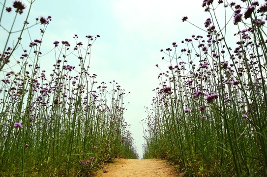 花間小路 馬鞭草