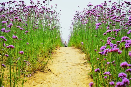 花間小路 馬鞭草 花海