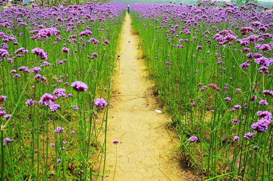 花間小路 馬鞭草