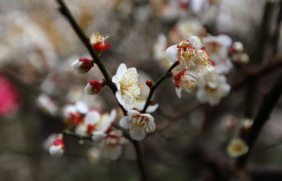 桃花
