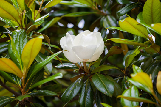 玉蘭花