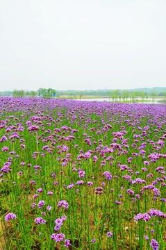 花海 馬鞭草