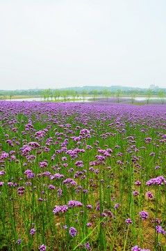 紫色花海 馬鞭草