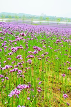 紫色花海 馬鞭草