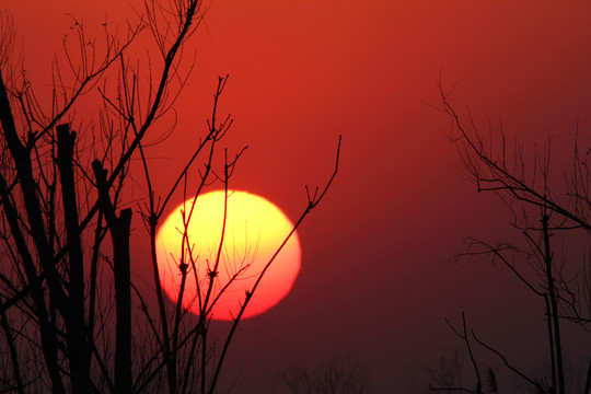 夕陽紅