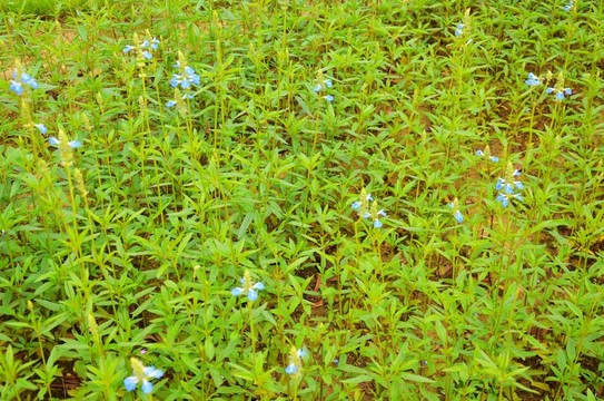 花草