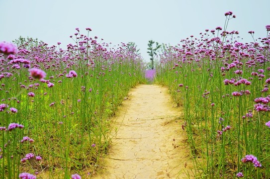 馬鞭草 花間小路 花海