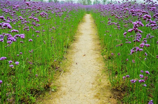 馬鞭草 花間小路 花海