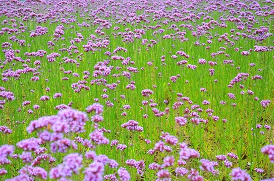 紫色花海 馬鞭草