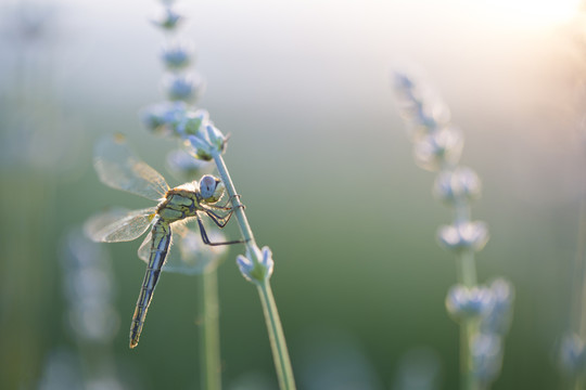 蜻蜓 薰衣草