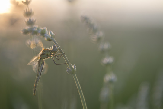 蜻蜓 薰衣草