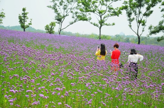 紫色花海 馬鞭草 花海人像