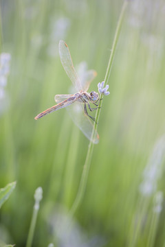 蜻蜓 薰衣草