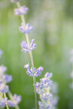 薰衣草