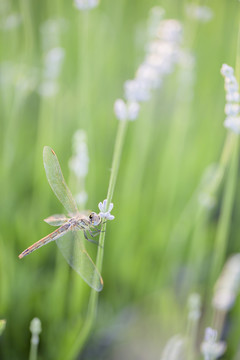 薰衣草 蜻蜓