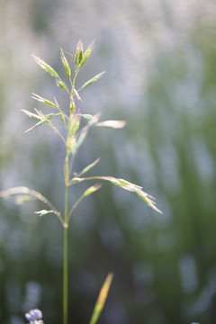 燕麥