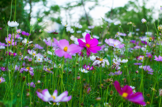 格?；?波期菊