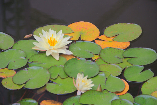 睡蓮 水芹花 高清睡蓮