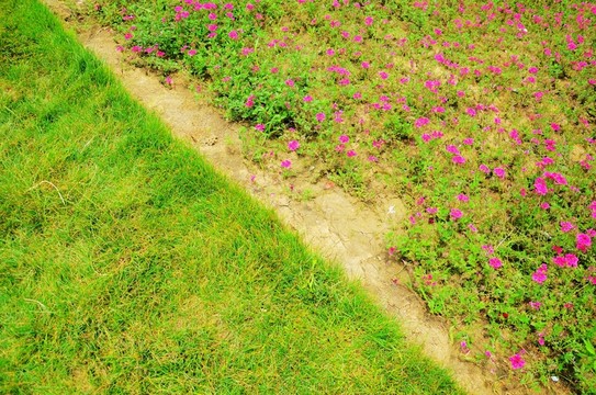 花草
