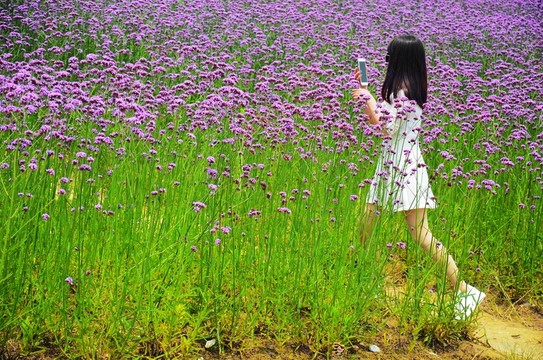 紫色花海里自拍的白衣少女