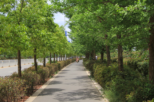 城市綠化 道路綠化 非機(jī)動車道