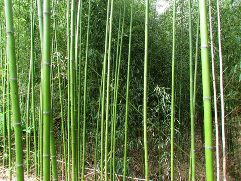 竹林