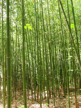 竹林