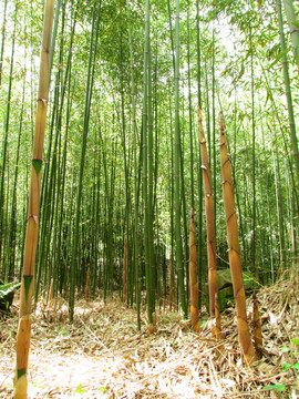 竹林竹筍