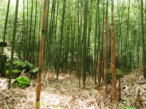 竹林竹筍