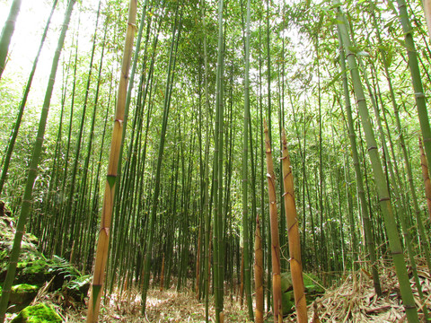 竹林竹筍