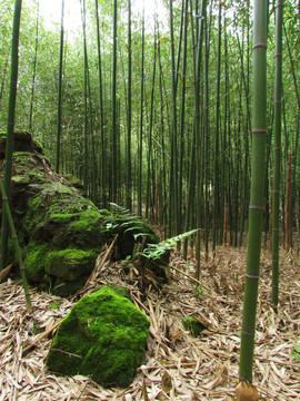 竹林
