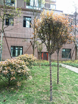 綠色植物