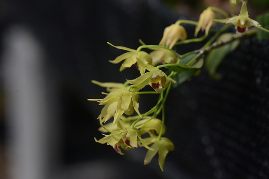 鐵皮石斛的花