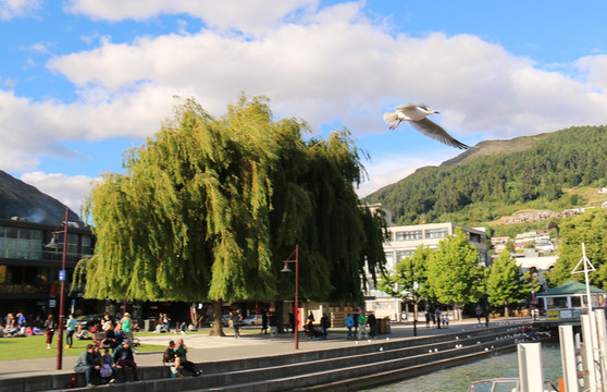 信天翁與街景