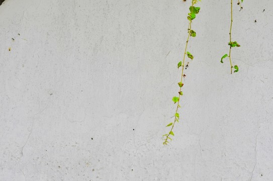 植物墻